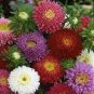 100 PCS Seeds Mix China Aster Callistephus Flower