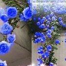 100 PCS Seeds Rarest Several Rose Shrub Seeding