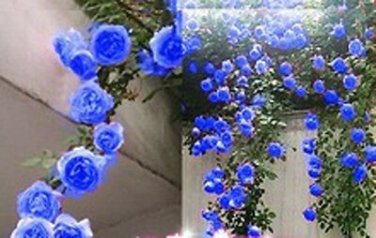 100 PCS Seeds Rarest Several Rose Shrub Seeding