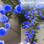100 PCS Seeds Rarest Several Rose Shrub Seeding