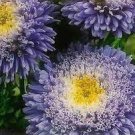 100 PCS Seeds Callistephus chinensis China Aster Duchess Blue Ice Annual