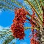 40 PCS Seeds Date Palm Phoenix Dactylifera Tree
