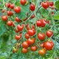 200 PCS Seeds Dolce Vita Organic Cherry Tomato