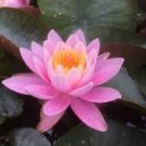 2 PCS Seeds Justin Pink Water Lily Nymphaea Flower