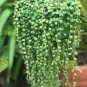 400 PCS Seeds Pearl Chlorophytum Bonsai Mixed Colors