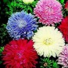 60 PCS Seeds Powder Puff Aster Mix Callistephus Chinensis Flower