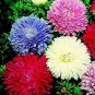 60 PCS Seeds Powder Puff Aster Mix Callistephus Chinensis Flower