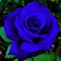 100 PCS Seeds Purple Blue Rose Big Flowering Plants Strong Fragrant Dazzling Garden Flower