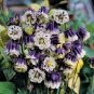 40 PCS Seeds Rare Double Pleat Blackberry Columbine