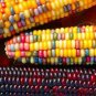 40 PCS Seeds Rare Heirloom Sweet Rainbow Corn Hybrid