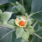 200 PCS Seeds Ashwagandha