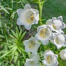 100 PCS Seeds Campanula Rare White Bellflower