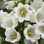 100 PCS Seeds Campanula Rare White Bellflower