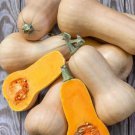 12 PCS Seeds Heirloom Light Yellow Long Sweet Cream Pumpkin Vegetable Organic 12 PCS Seeds Heirloom Light Yellow Long Sweet Cream Pumpkin Vegetable Organic