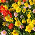 100 PCS Seeds Mix Portulaca Grandiflora Moss Rose Flower Seeds