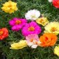 100 PCS Seeds Mix Portulaca Grandiflora Moss Rose Flower Seeds