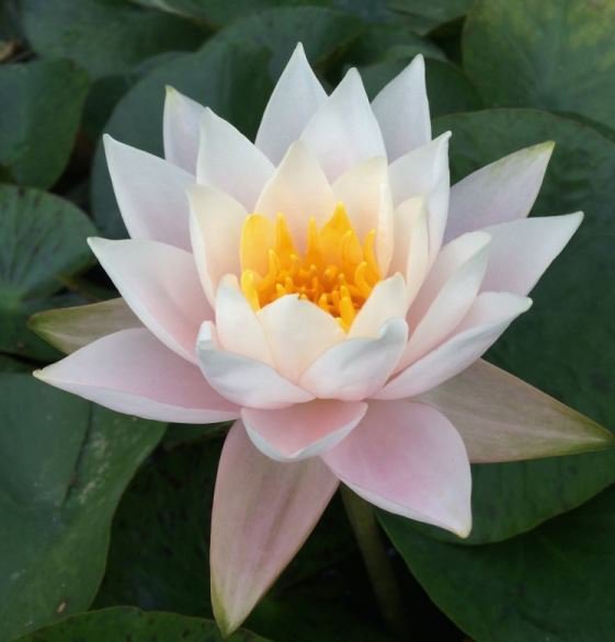 2 Pcs Seeds Nymphaea Eldorado Asian Orange Water Lily Pad Flower Pond