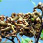 200 PCS Seeds Rare Japanese Raisin Tree