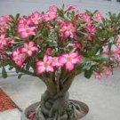 4 PCS Seeds Adenium Pink Petals Red Stripe Dark Red Centre Flower