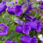 100 PCS Seeds Canterbury Bells Mixed Perennial Flower
