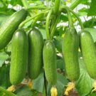 100 PCS Seeds Dark Green Little Cucumber Hybrid F1 100 PCS Seeds Dark Green Little Cucumber Hybrid F1