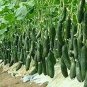100 PCS Seeds Dark Green Little Cucumber Hybrid F1