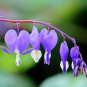 200 PCS Seeds Dicentra Spectabilis Bonsai Bleeding Heart