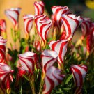 200 PCS Seeds Exotic Rainbow Oxalis Wood Sorrel Flower