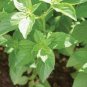 40 PCS Seeds Heirloom Lemon Basil (Ocimum Basilicum citriodorum)