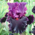 100 PCS Seeds Iris Plantas Blackish Purple Double Flowers