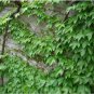 200 PCS Seeds Boston Ivy Bonsai Ivy