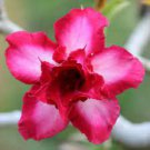 4 PCS Seeds Adenium Dark Rose Red Petals with part of White Petal Flower