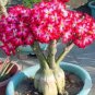4 PCS Seeds Heirloom 'Somalense' Adenium White Pink Desert Rose