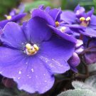 100 PCS Seeds Mini Violet Bonsai Rainbow Flower Plants