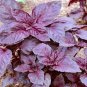 100 PCS Seeds Dark Opal Basil Purple Basilicum Herb Organic
