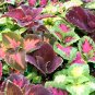 200 PCS Seeds Janpanese Bonsai Coleus Plant Rainbow Dragon