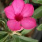 4 PCS Seeds Mixed Pink & Crimson Red Adenium Desert Rose