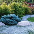 400 PCS Seeds Rainbow Creeping Thyme Plants 400 PCS Seeds Rainbow Creeping Thyme Plants