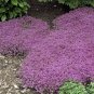 400 PCS Seeds Rainbow Creeping Thyme Plants