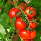 600 PCS Seeds Red Colorful' Indeterminate Tomato Organic