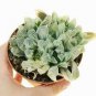 10 PCS Seeds Variegated Haworthia Cooperi Pilifera