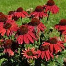 400 PCS Seeds Echinacea 'Guava Red' Fire Red Coneflowers 400 PCS Seeds Echinacea 'Guava Red' Fire Red Coneflowers