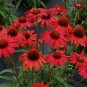 400 PCS Seeds Echinacea 'Guava Red' Fire Red Coneflowers