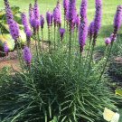 200 PCS Seeds Liatris Spicata