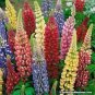 20 PCS Seeds MIXED RUSSELL LUPINE Lupinus Polyphyllus Flower