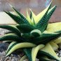 200 PCS Seeds Rainbow Aloe Vera Bonsai Flowers Perfect Color Succulents
