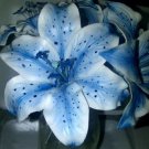100 PCS Seeds Blue Rare Lily Bulbs Seeding