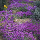 400 PCS Seeds Creeping Thyme Bonsai Flower Plant Rock
