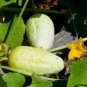 40 PCS Seeds Cucumber Bilyy Anhel-White Angel Organic Vegetable