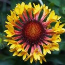 60 PCS Seeds Gaillardia Pulchella Sundance